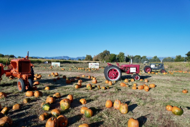 tractors and pumpkins